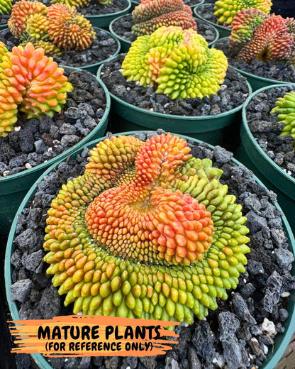 Gymnocalycium Inermis Cristata (gy9) (y3) | Variegated Cactus