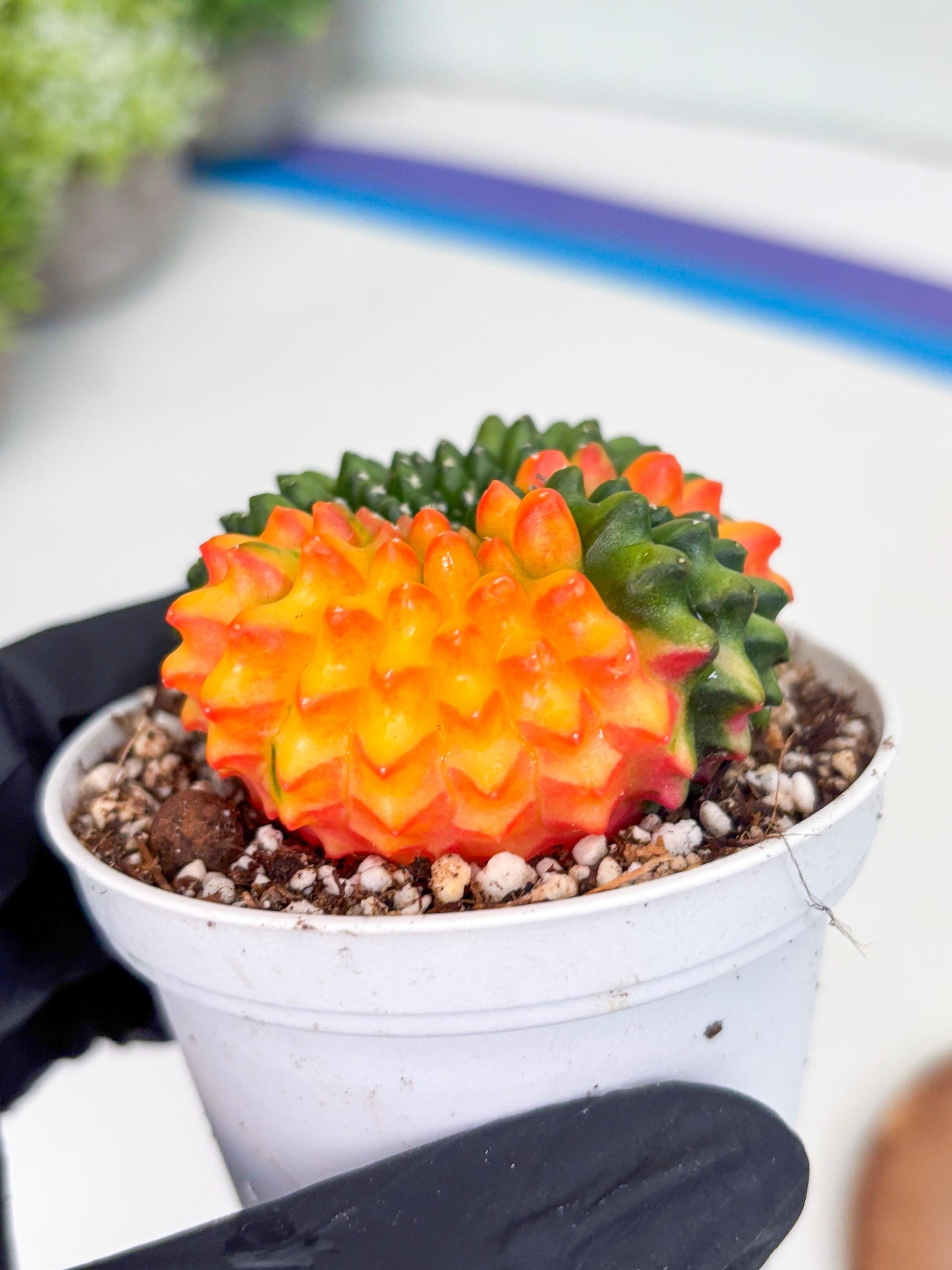 Gymnocalycium Inermis Cristata | (gy4) (p3) | For Advanced Grower!