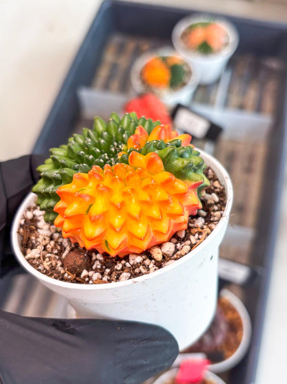 Gymnocalycium Inermis Cristata | (gy4) (p3) | For Advanced Grower!