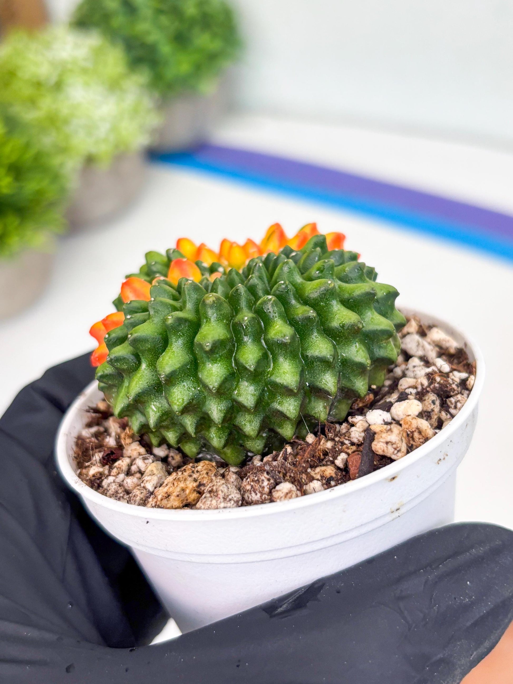 Gymnocalycium Inermis Cristata | (gy4) (p3) | For Advanced Grower!