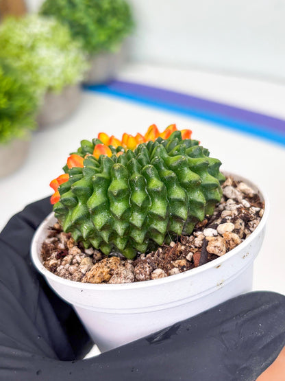 Gymnocalycium Inermis Cristata | (gy4) (p3) | For Advanced Grower!