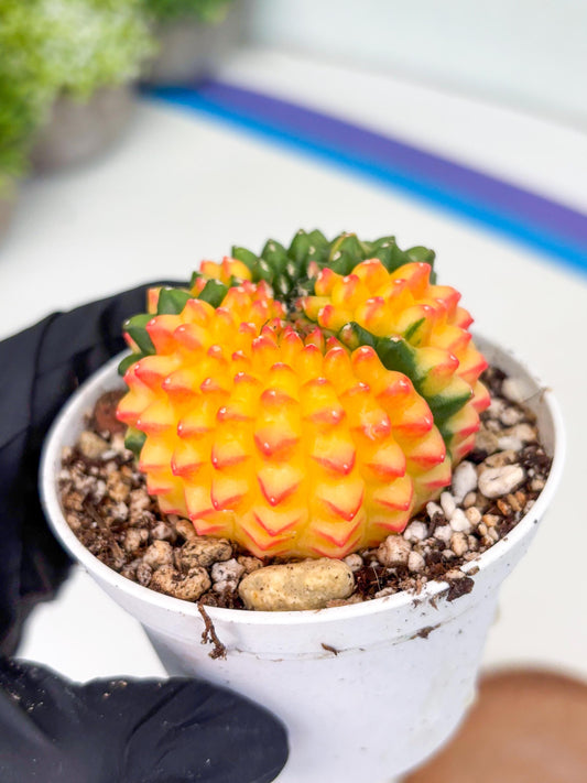 Gymnocalycium Inermis Cristata | (gy4) (p4) | For Advanced Grower!