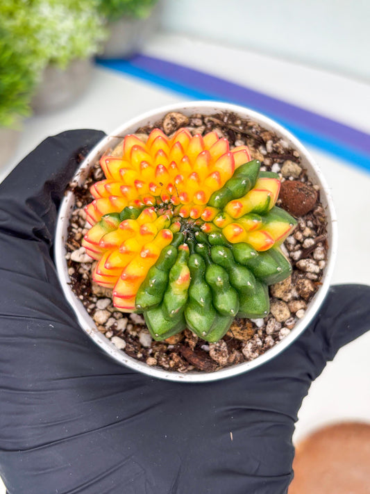 Gymnocalycium Inermis Cristata | (gy4) (p4) | For Advanced Grower!