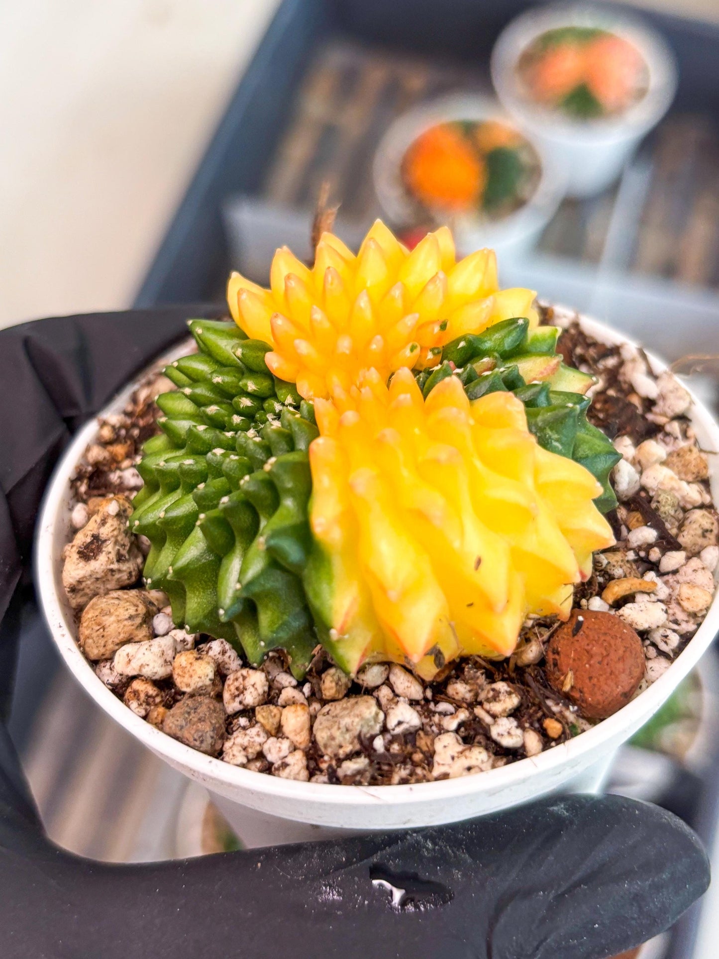 Gymnocalycium Inermis Cristata | (gy4) (p5) | For Advanced Grower!