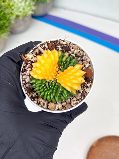 Gymnocalycium Inermis Cristata | (gy4) (p5) | For Advanced Grower!