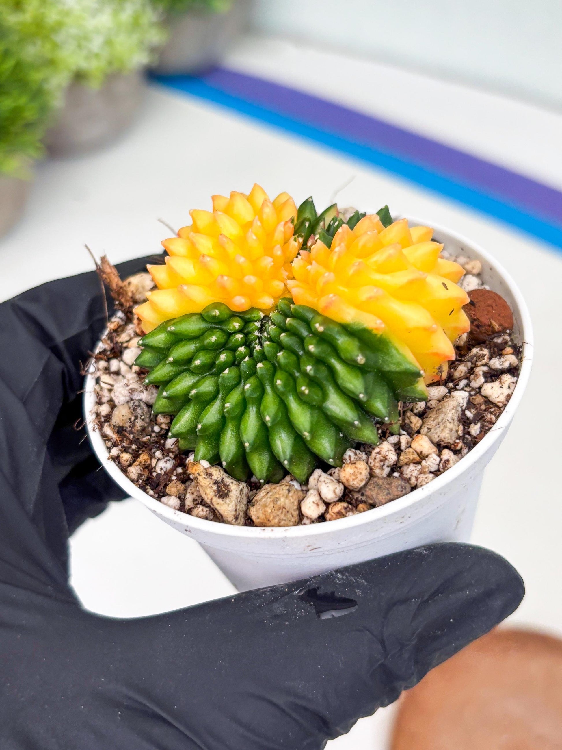 Gymnocalycium Inermis Cristata | (gy4) (p5) | For Advanced Grower!