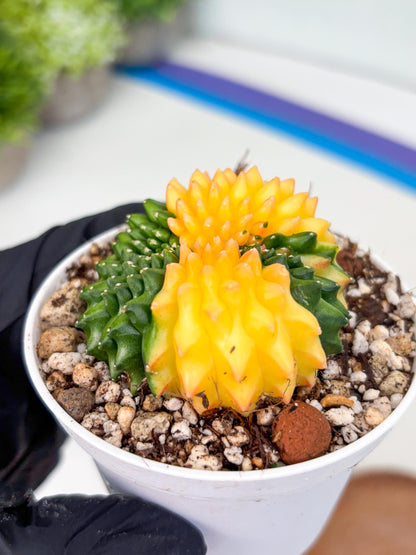 Gymnocalycium Inermis Cristata | (gy4) (p5) | For Advanced Grower!