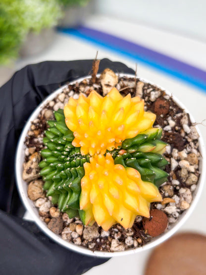 Gymnocalycium Inermis Cristata | (gy4) (p5) | For Advanced Grower!
