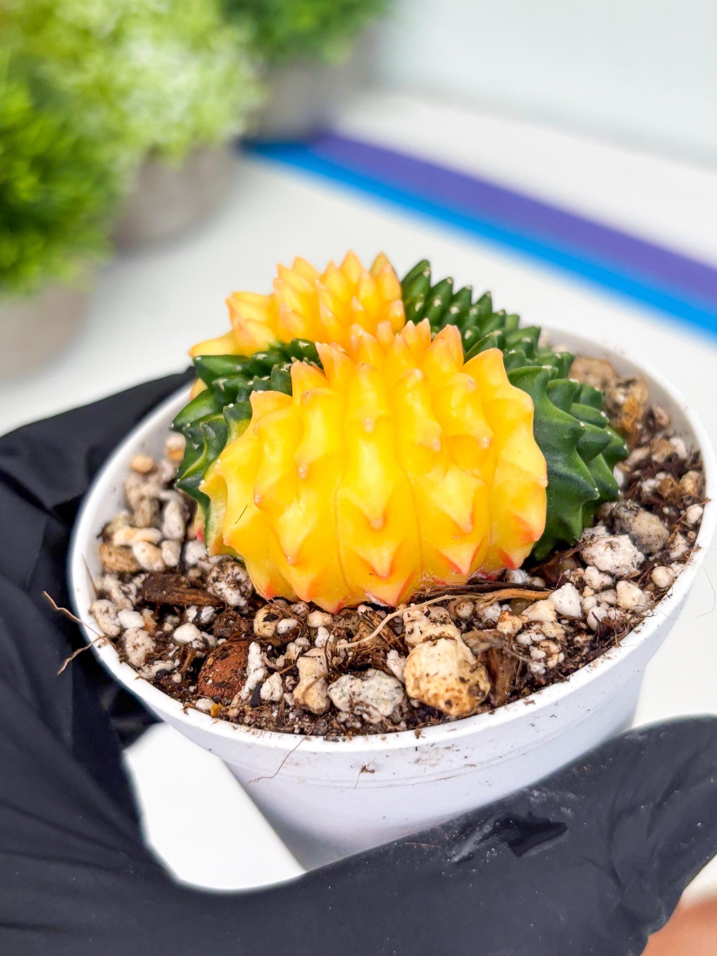 Gymnocalycium Inermis Cristata | (gy4) (p5) | For Advanced Grower!