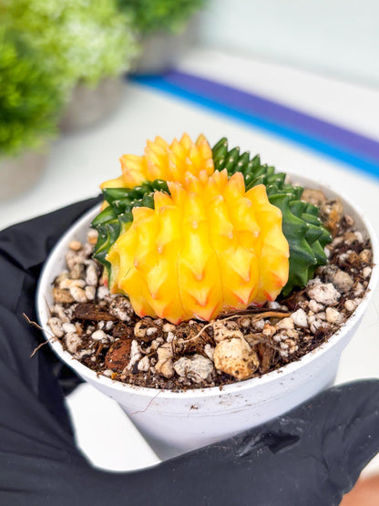 Gymnocalycium Inermis Cristata | (gy4) (p5) | For Advanced Grower!