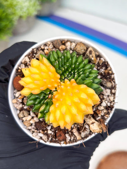 Gymnocalycium Inermis Cristata | (gy4) (p5) | For Advanced Grower!