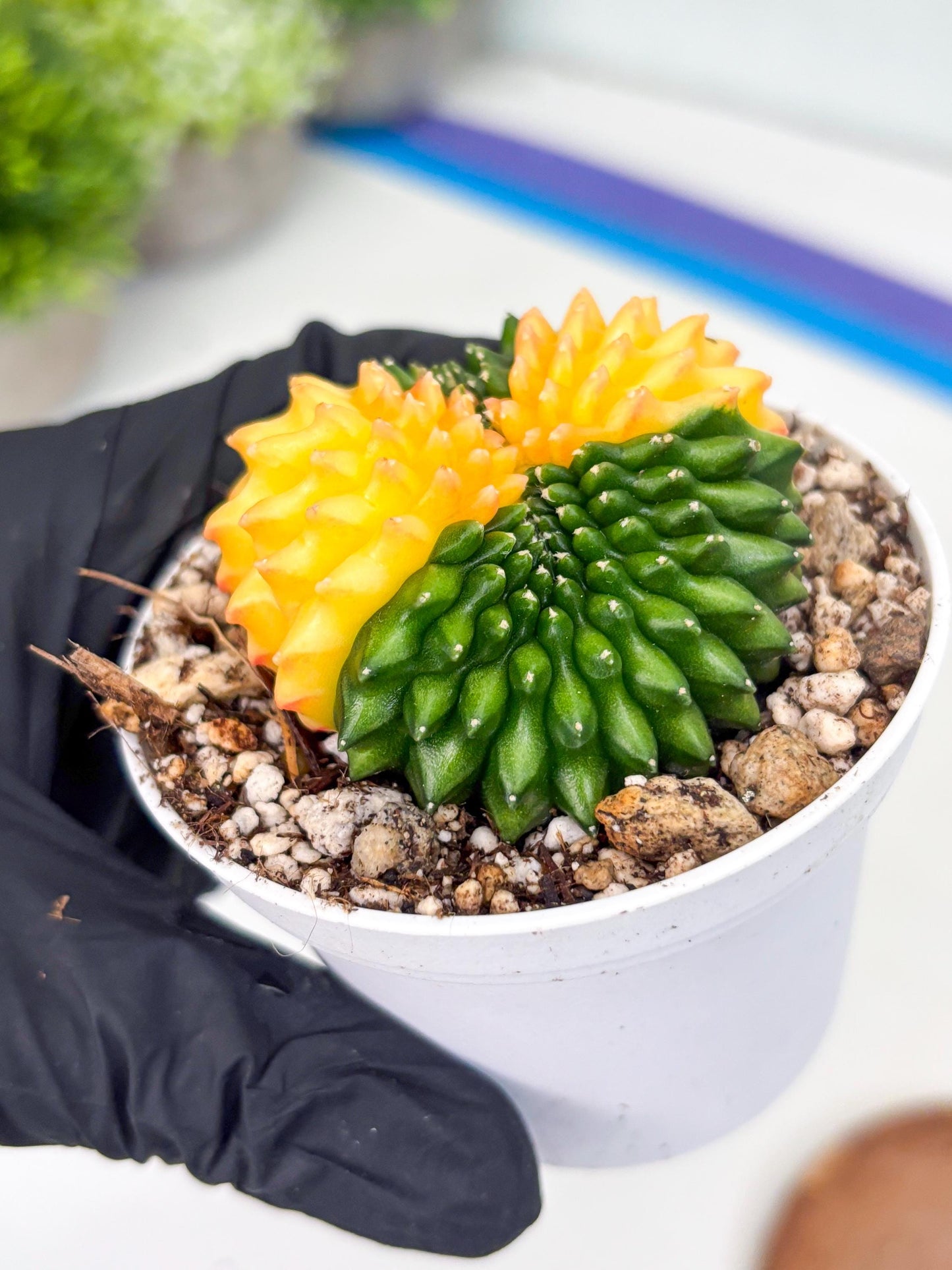 Gymnocalycium Inermis Cristata | (gy4) (p5) | For Advanced Grower!
