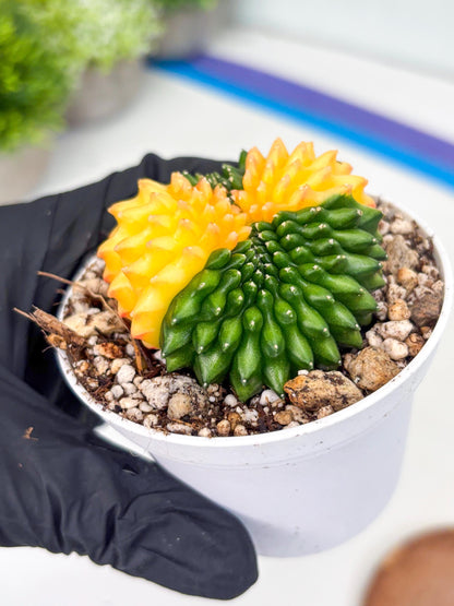 Gymnocalycium Inermis Cristata | (gy4) (p5) | For Advanced Grower!