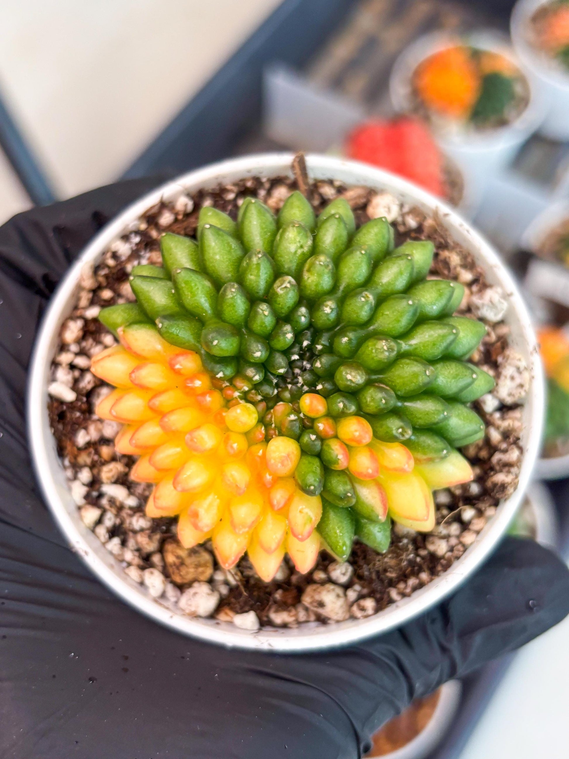 Gymnocalycium Inermis Cristata | (gy4) (p6) | For Advanced Grower!