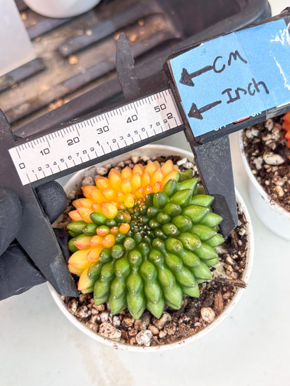 Gymnocalycium Inermis Cristata | (gy4) (p6) | For Advanced Grower!