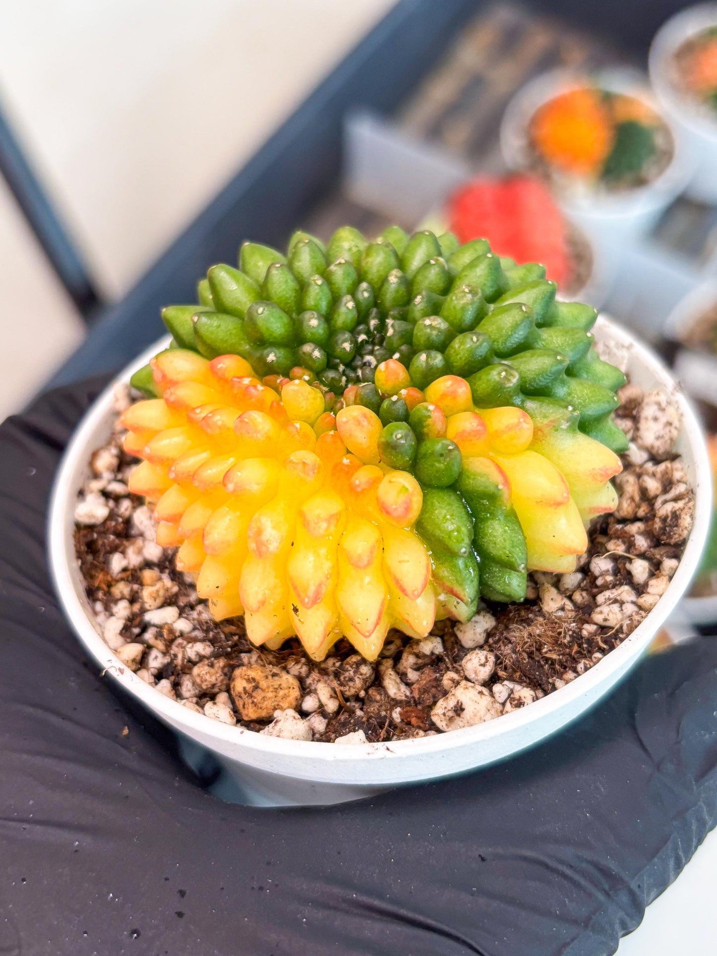Gymnocalycium Inermis Cristata | (gy4) (p6) | For Advanced Grower!