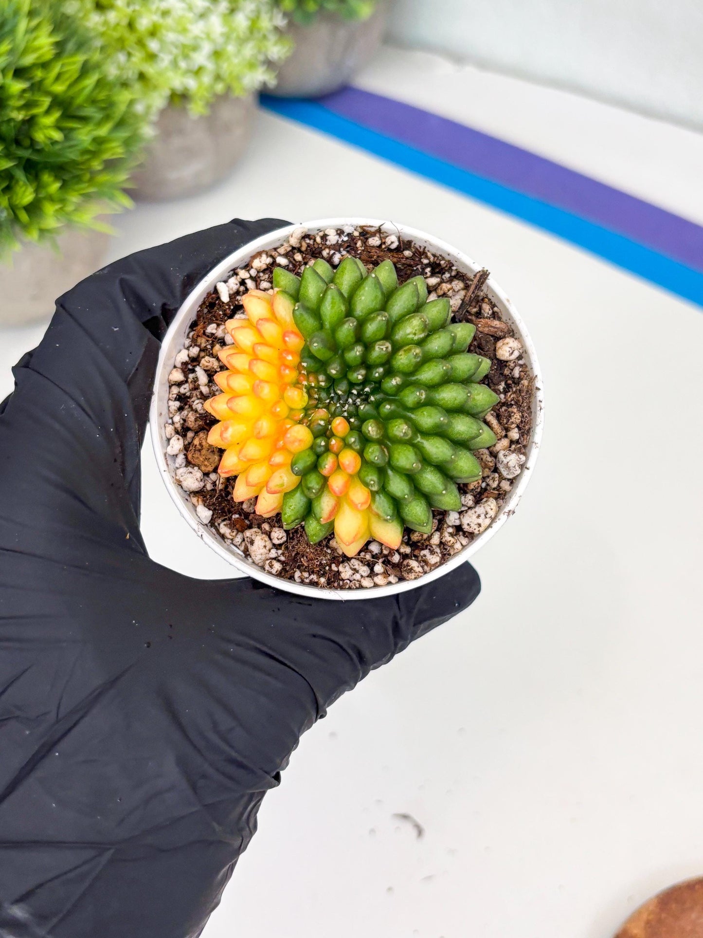 Gymnocalycium Inermis Cristata | (gy4) (p6) | For Advanced Grower!