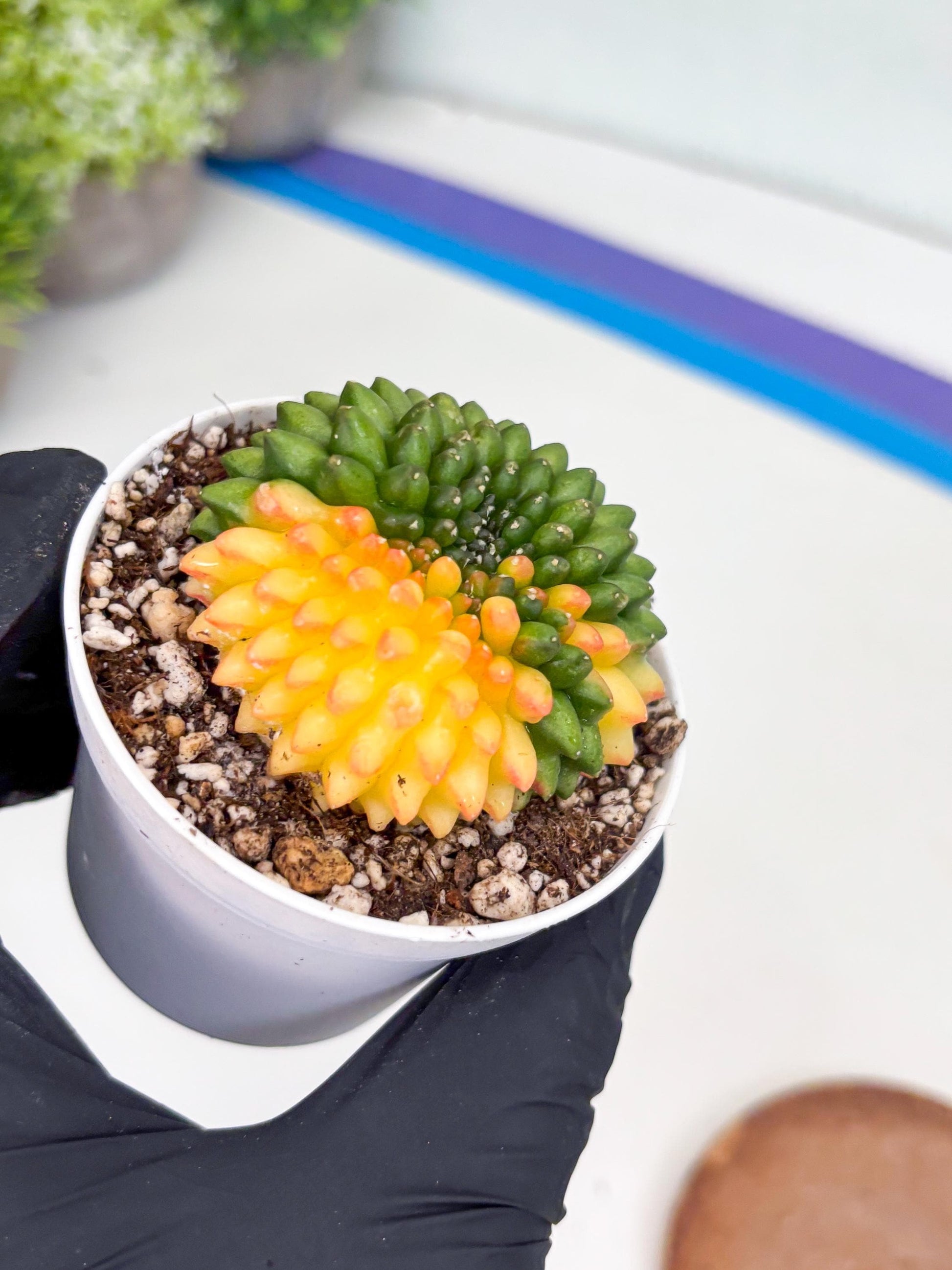 Gymnocalycium Inermis Cristata | (gy4) (p6) | For Advanced Grower!