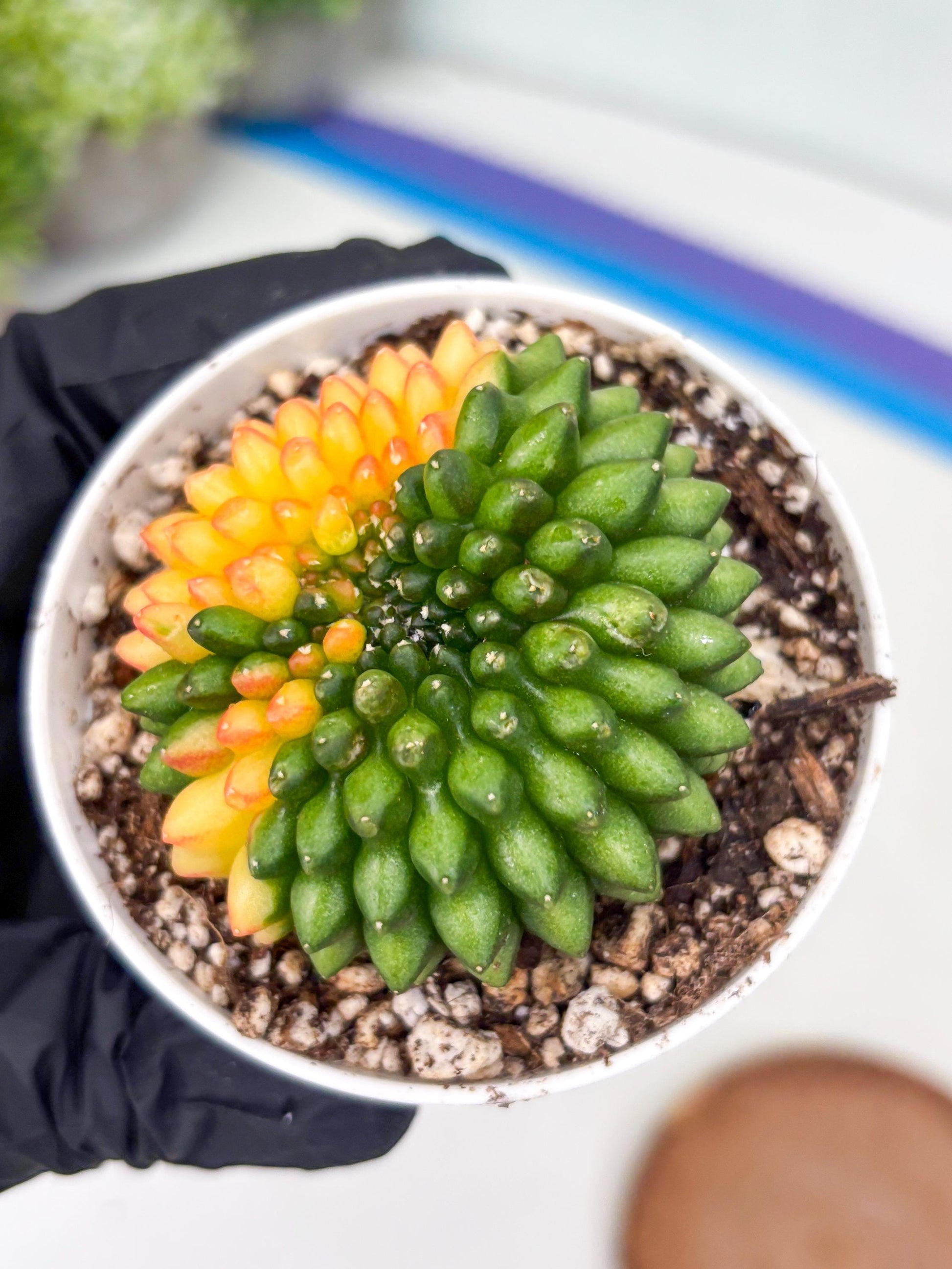 Gymnocalycium Inermis Cristata | (gy4) (p6) | For Advanced Grower!