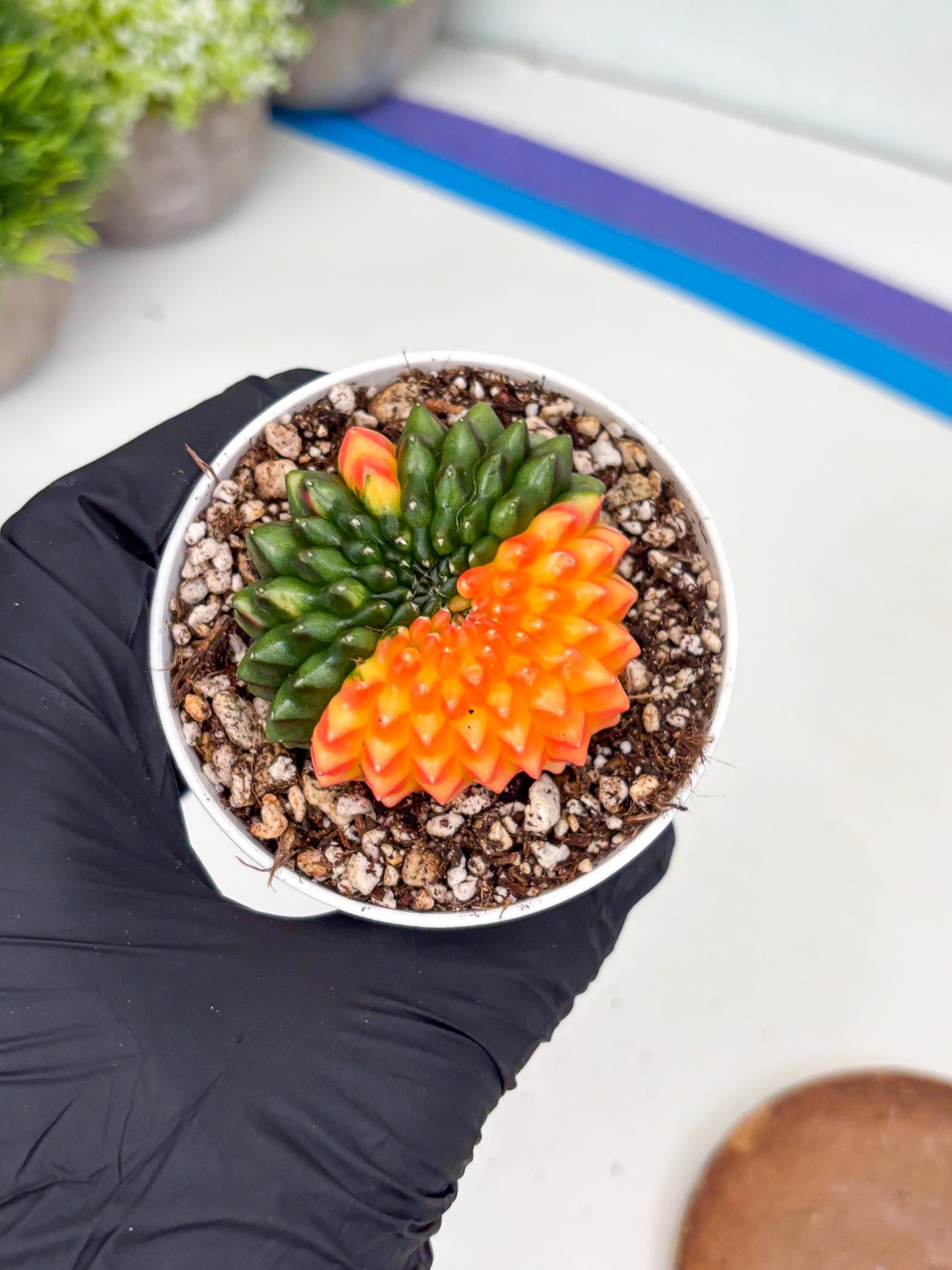 Gymnocalycium Inermis Cristata | (gy4) (p7) | For Advanced Grower!