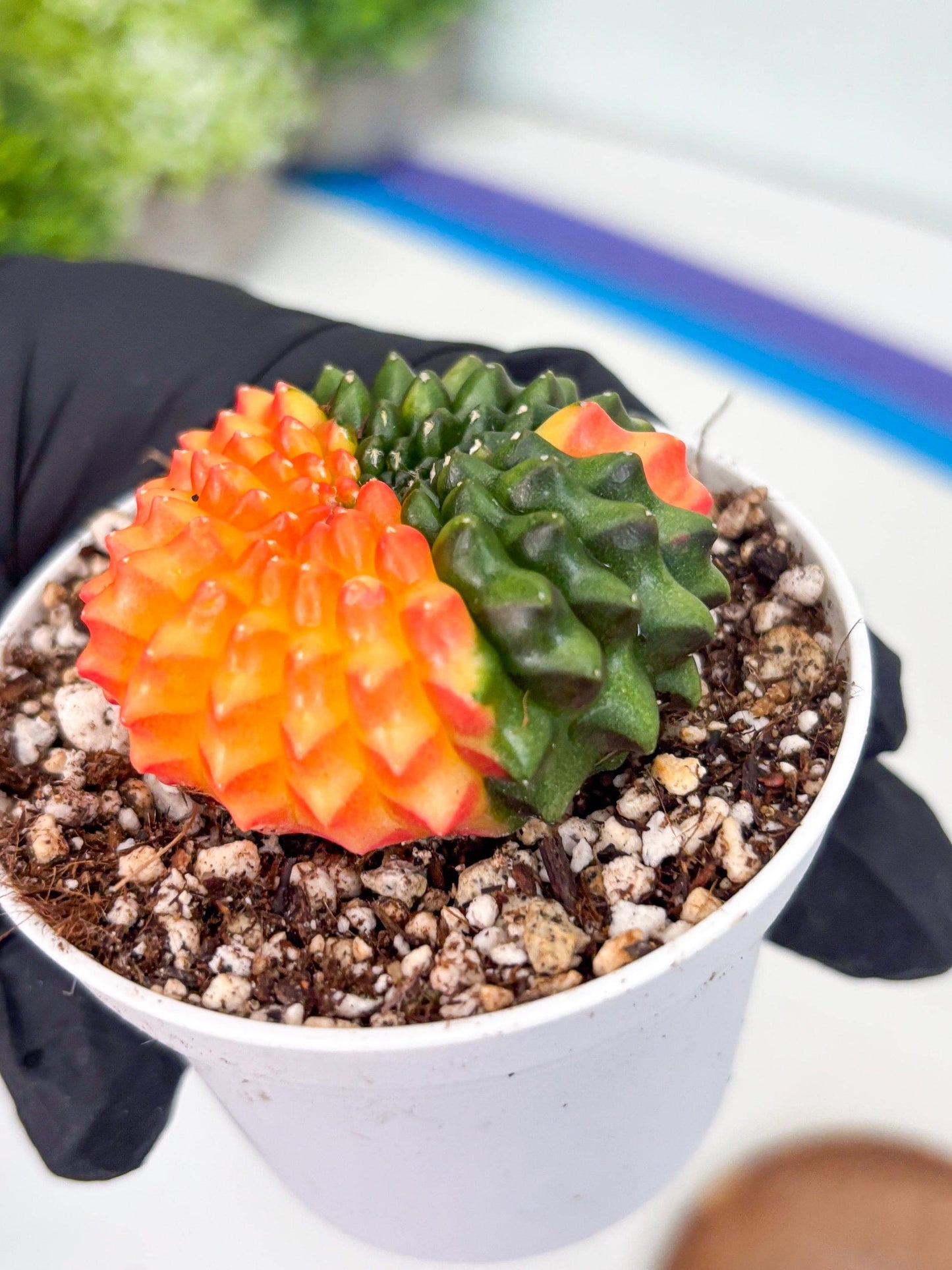 Gymnocalycium Inermis Cristata | (gy4) (p7) | For Advanced Grower!