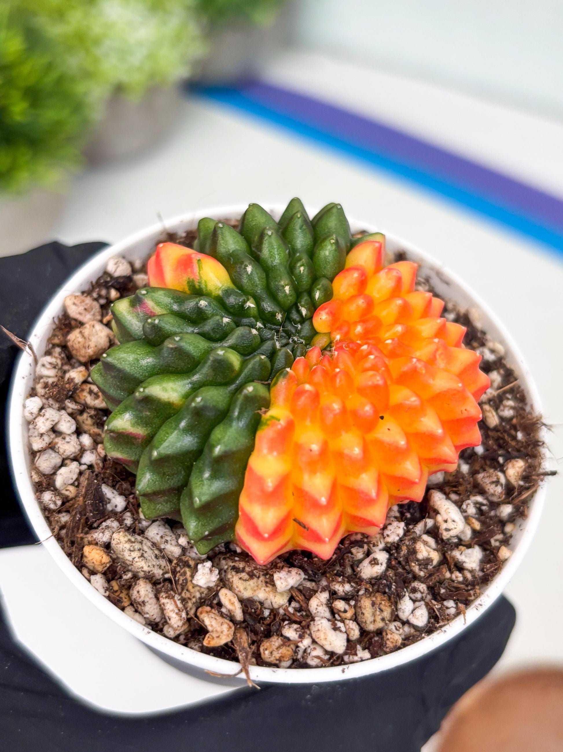 Gymnocalycium Inermis Cristata | (gy4) (p7) | For Advanced Grower!