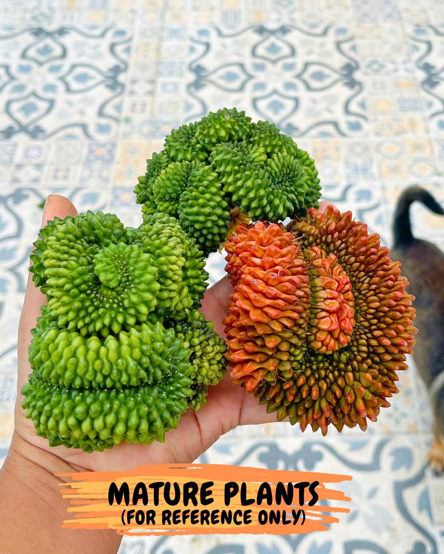 Gymnocalycium Inermis Cristata (gy9) (y3) | Variegated Cactus