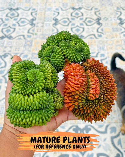Gymnocalycium Inermis Cristata (gy9) (y2) | Variegated Cactus