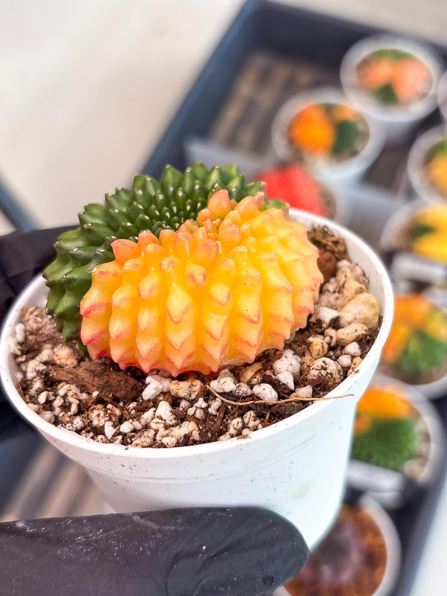 Gymnocalycium Inermis Cristata | (gy4) (y3) | For Advanced Grower!