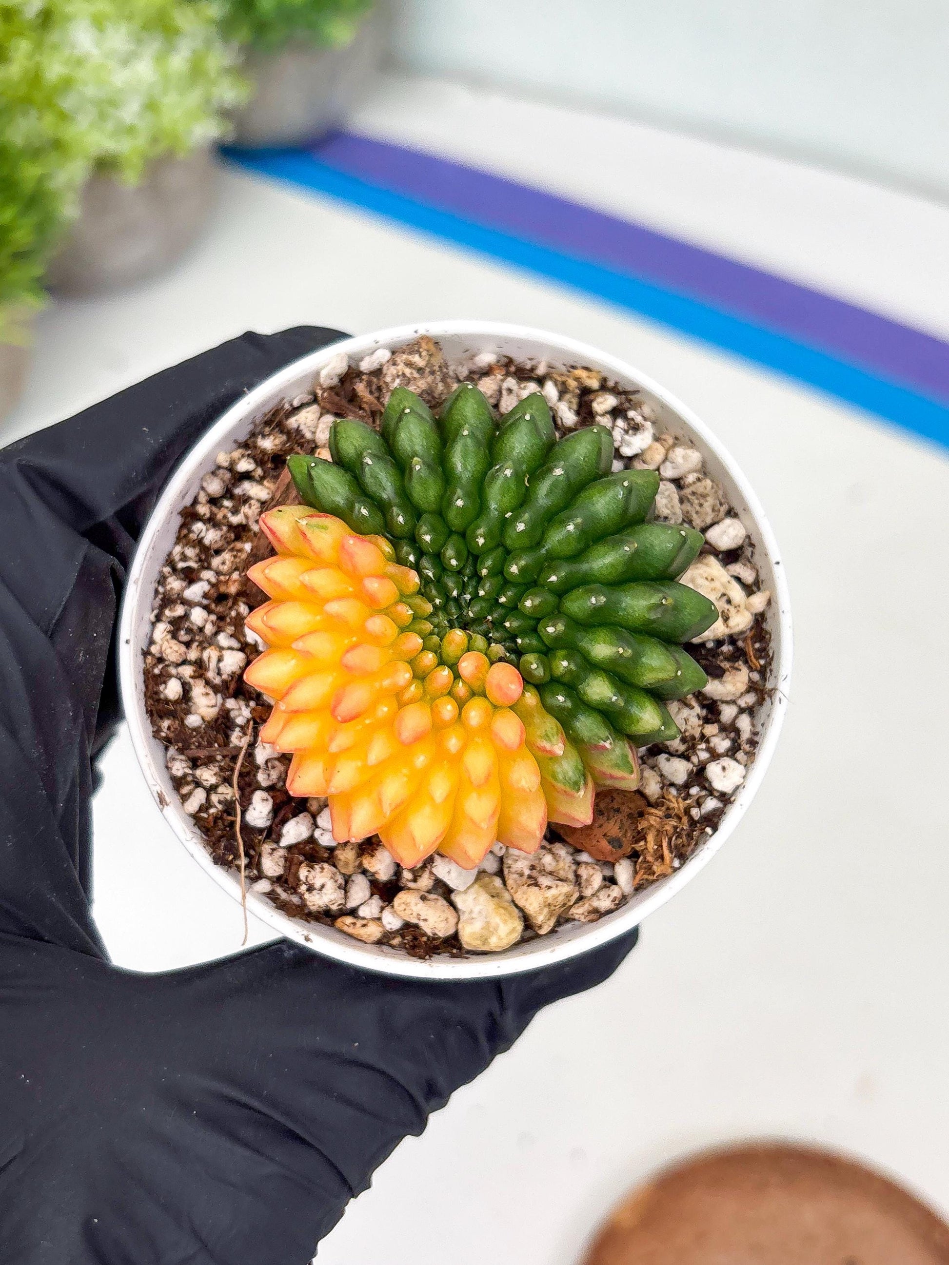 Gymnocalycium Inermis Cristata | (gy4) (y3) | For Advanced Grower!