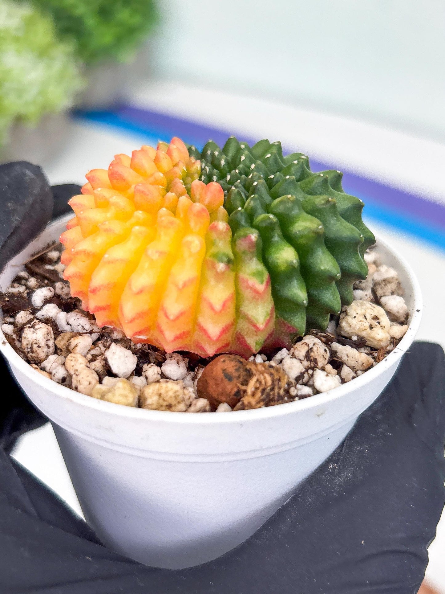 Gymnocalycium Inermis Cristata | (gy4) (y3) | For Advanced Grower!