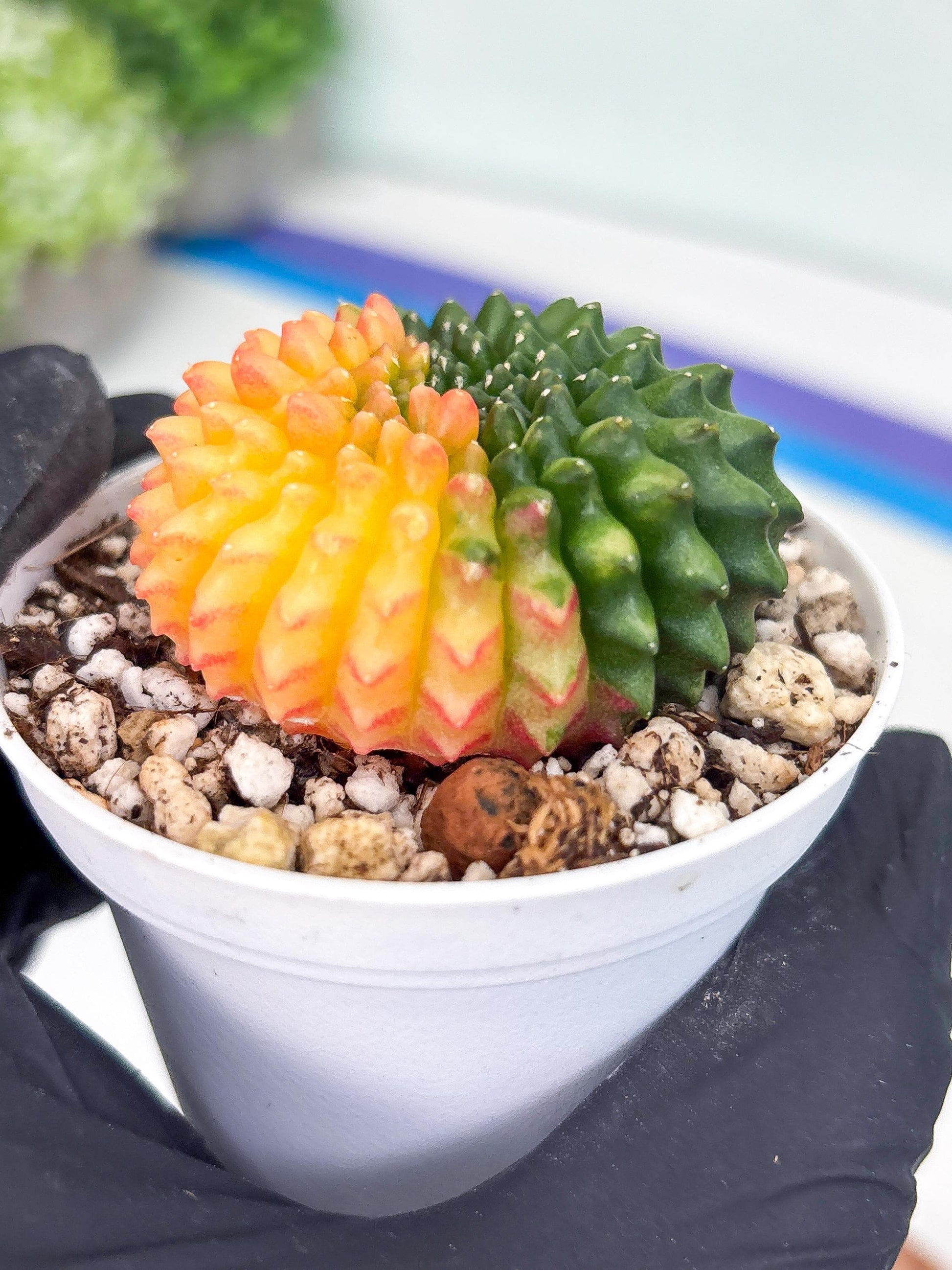 Gymnocalycium Inermis Cristata | (gy4) (y3) | For Advanced Grower!