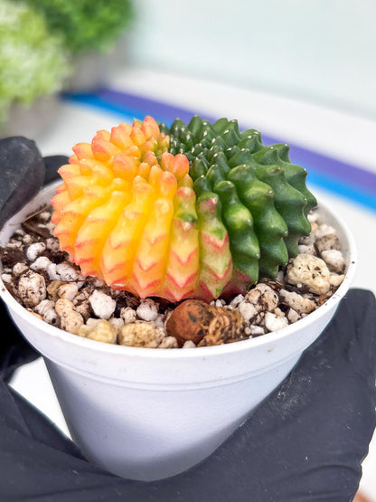 Gymnocalycium Inermis Cristata | (gy4) (y3) | For Advanced Grower!