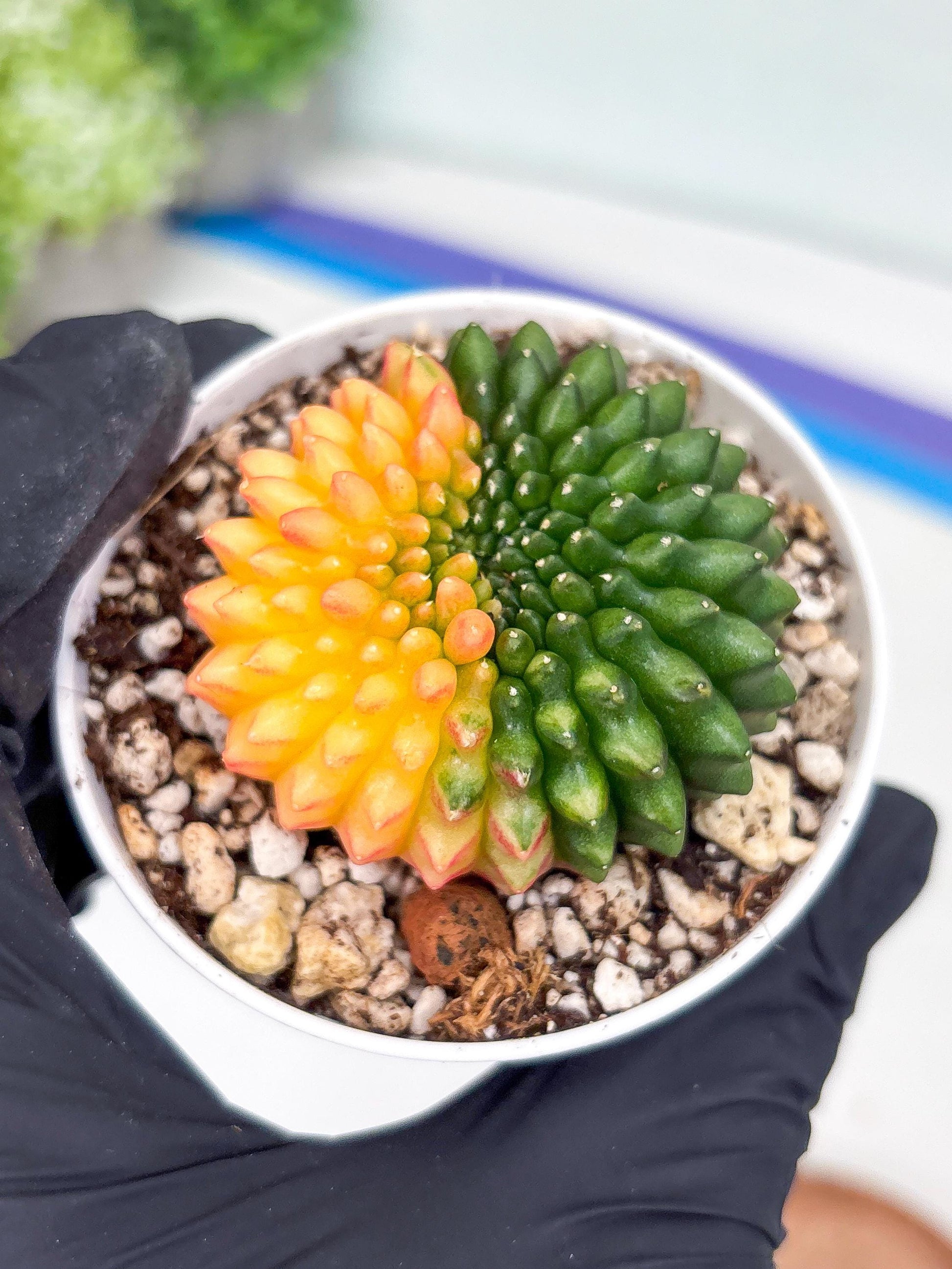 Gymnocalycium Inermis Cristata | (gy4) (y3) | For Advanced Grower!