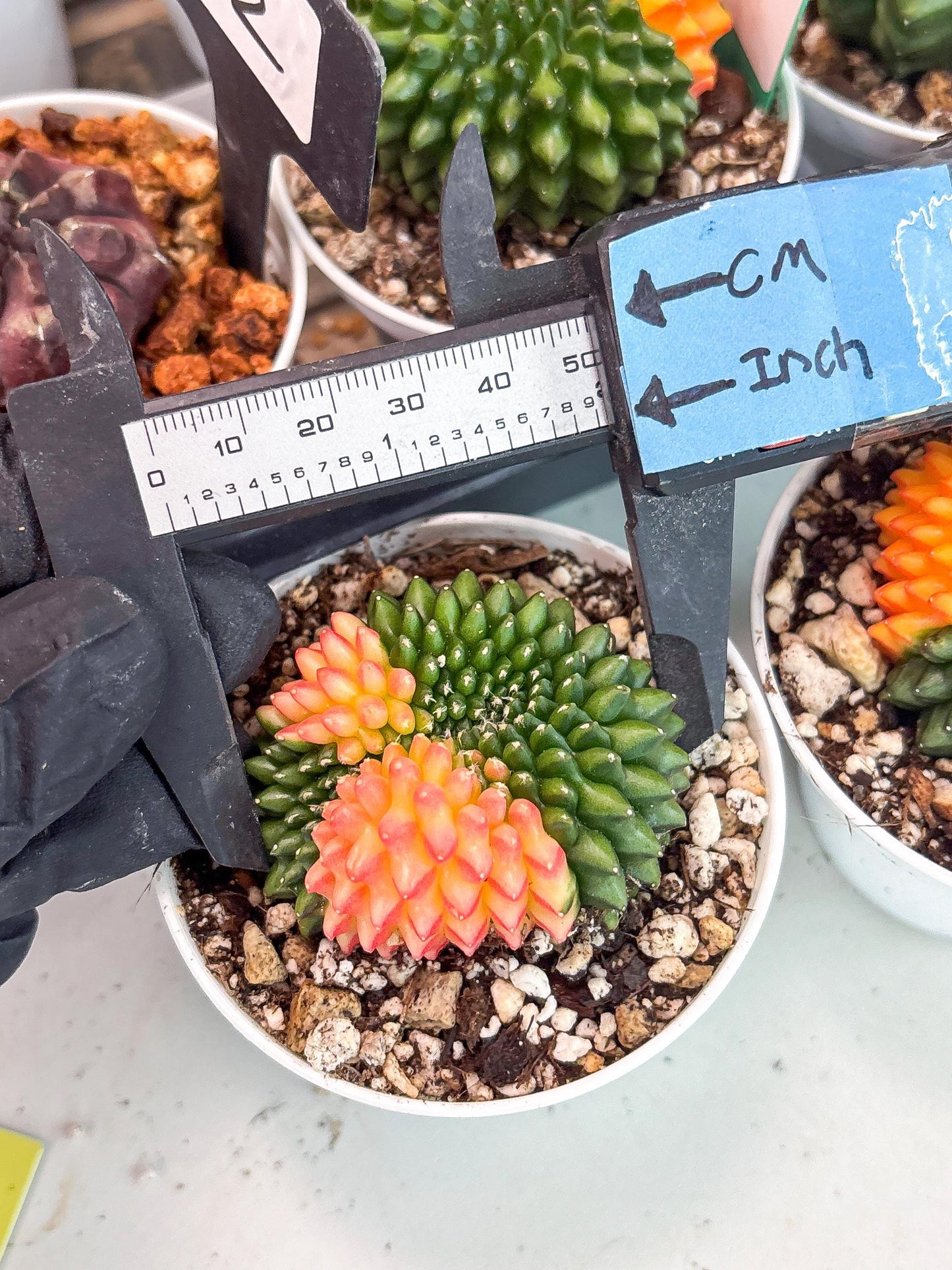 Gymnocalycium Inermis Cristata | (gy4) (y5) | For Advanced Grower!