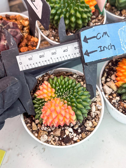 Gymnocalycium Inermis Cristata | (gy4) (y5) | For Advanced Grower!