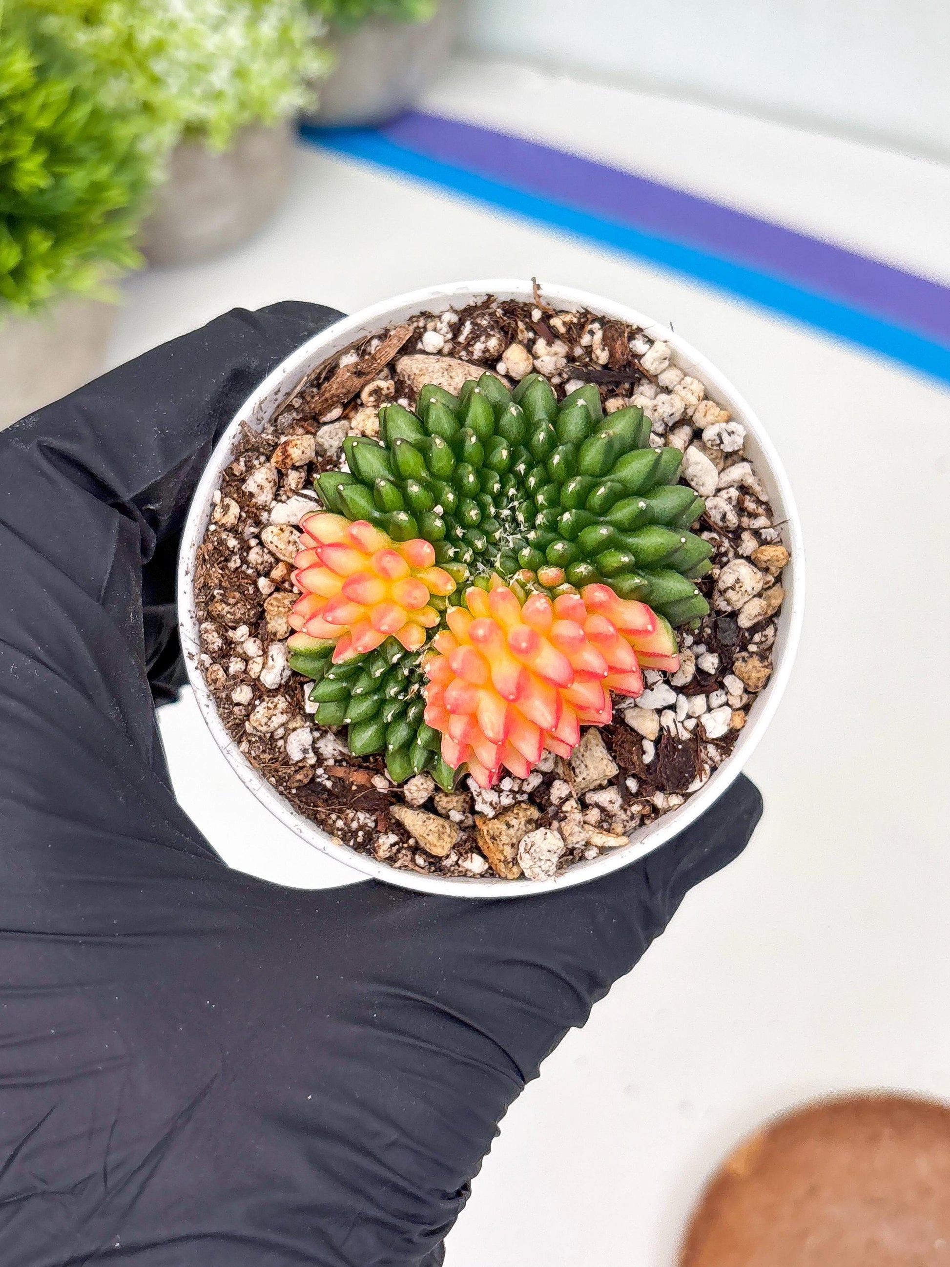 Gymnocalycium Inermis Cristata | (gy4) (y5) | For Advanced Grower!