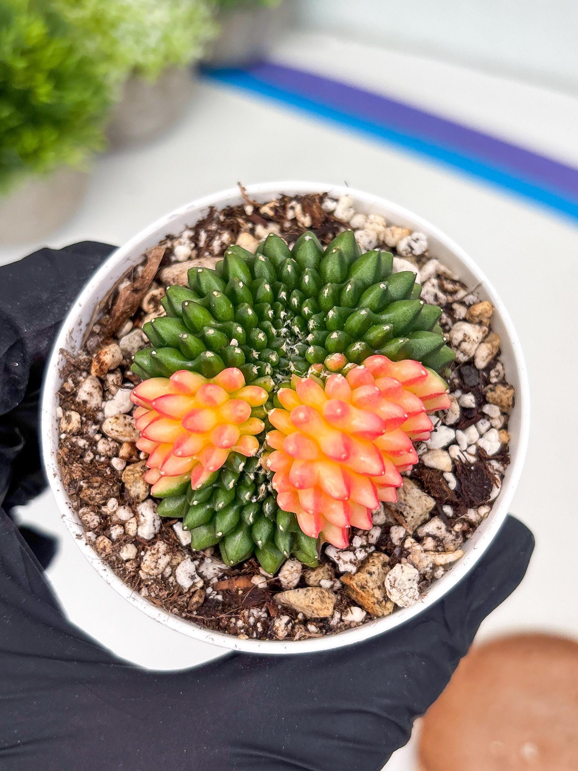 Gymnocalycium Inermis Cristata | (gy4) (y5) | For Advanced Grower!