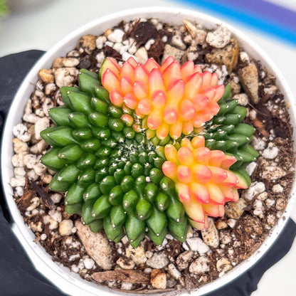 Gymnocalycium Inermis Cristata | (gy4) (y5) | For Advanced Grower!