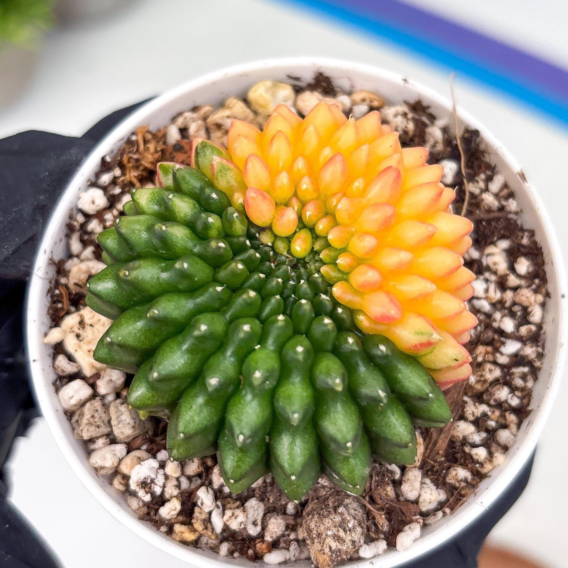 Gymnocalycium Inermis Cristata | (gy4) (y3) | For Advanced Grower!
