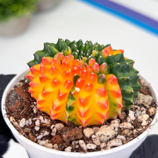 Gymnocalycium Inermis Cristata | (gy4) (y2) | For Advanced Grower!