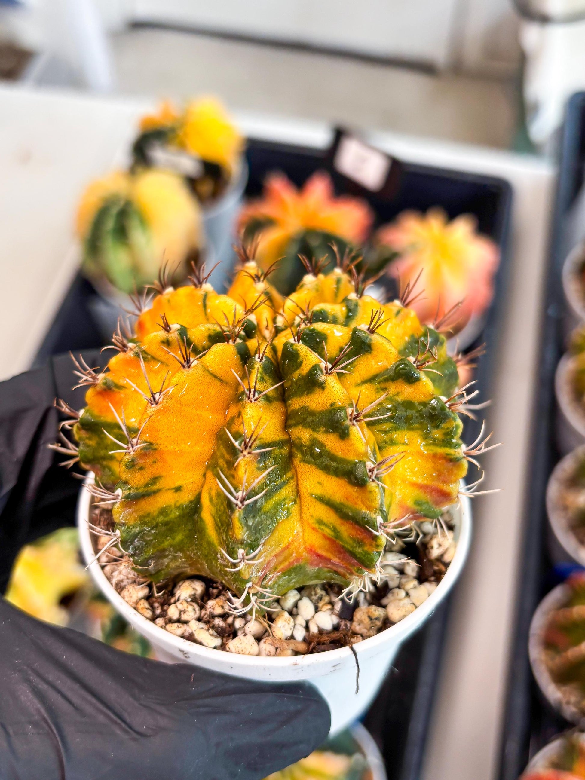 Gymnocalycium Mihanovichii Var (gy1) (b1) | Rare sucuclent