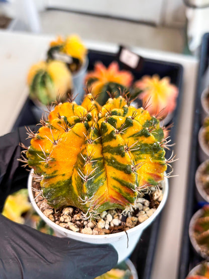 Gymnocalycium Mihanovichii Var (gy1) (b1) | Rare sucuclent