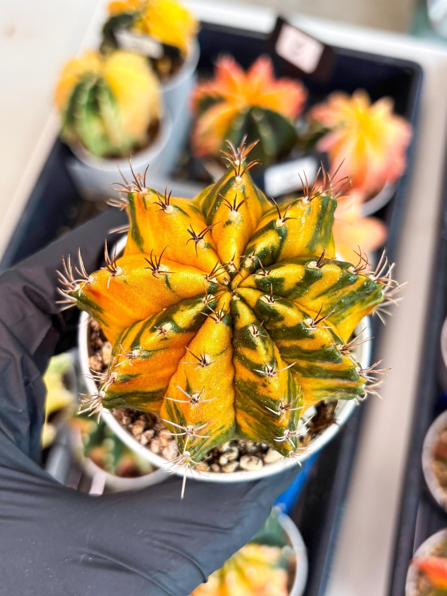 Gymnocalycium Mihanovichii Var (gy1) (b1) | Rare sucuclent