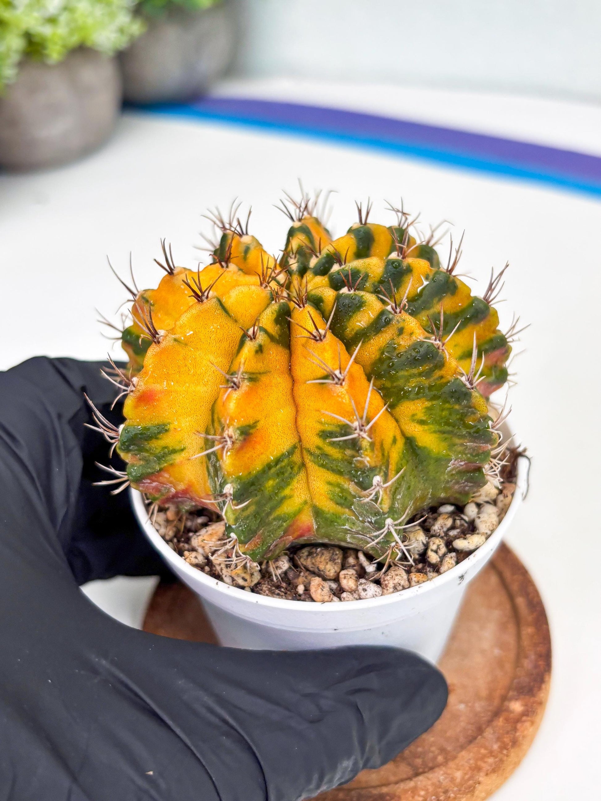 Gymnocalycium Mihanovichii Var (gy1) (b1) | Rare sucuclent