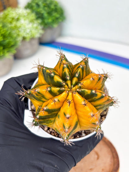 Gymnocalycium Mihanovichii Var (gy1) (b1) | Rare sucuclent