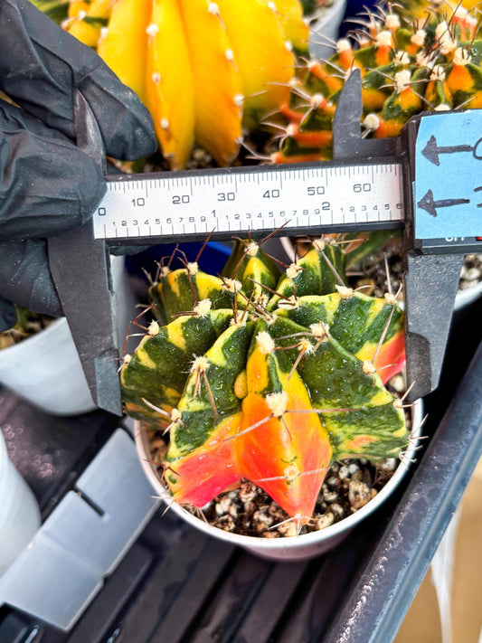 Gymnocalycium Mihanovichii Var (gy1) (b3) | Rare sucuclent