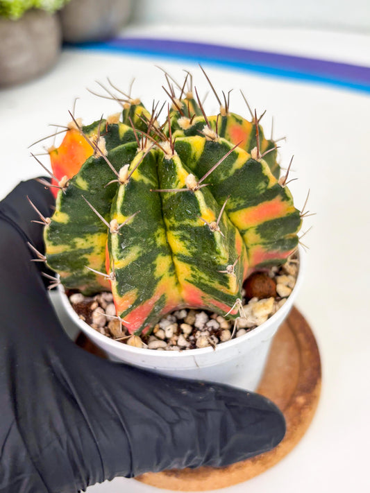 Gymnocalycium Mihanovichii Var (gy1) (b3) | Rare sucuclent