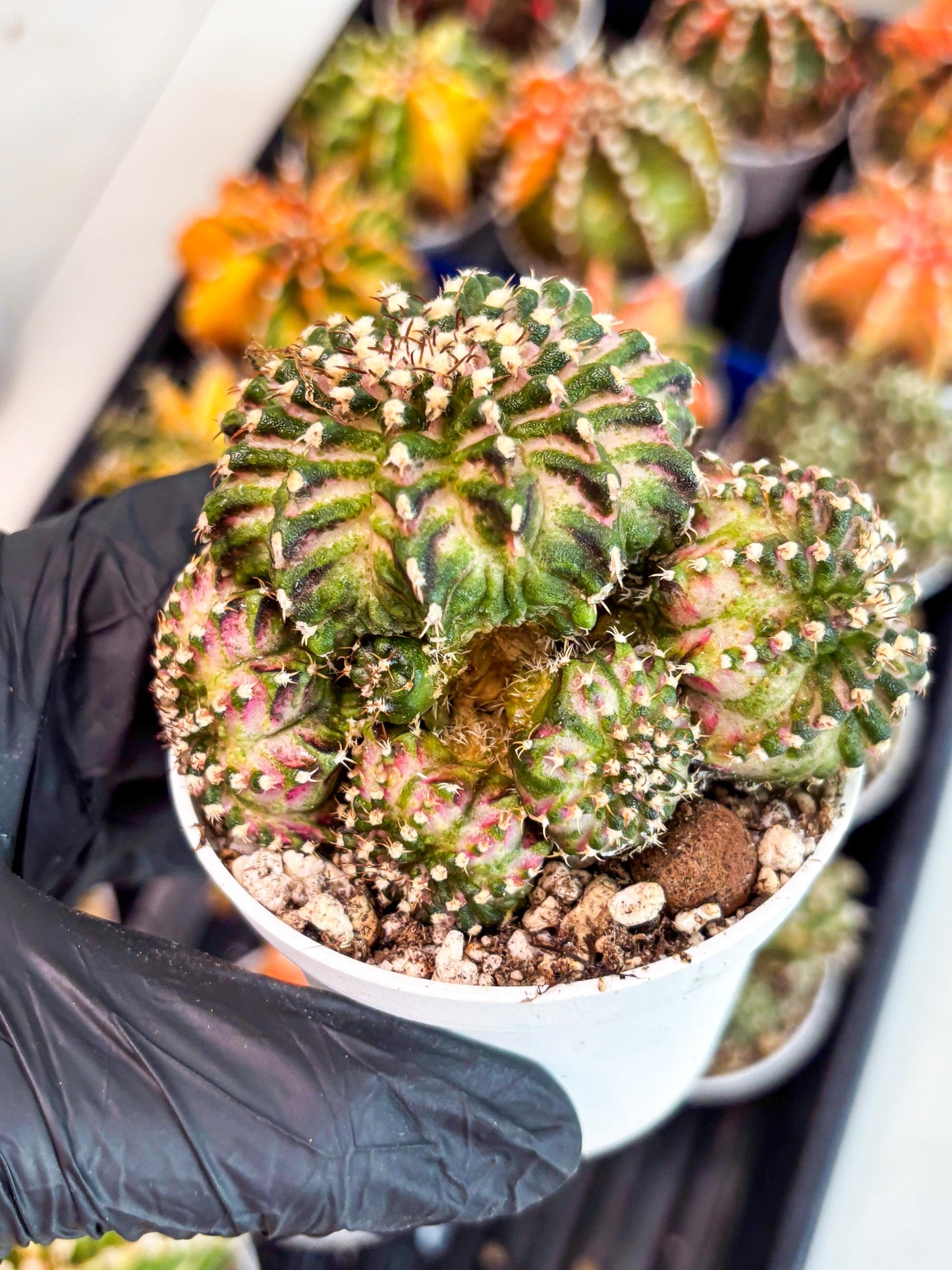 Gymnocalycium Mihanovichii Cluster | (gy5) (p2) | Best For Grafting