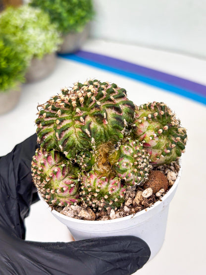 Gymnocalycium Mihanovichii Cluster | (gy5) (p2) | Best For Grafting